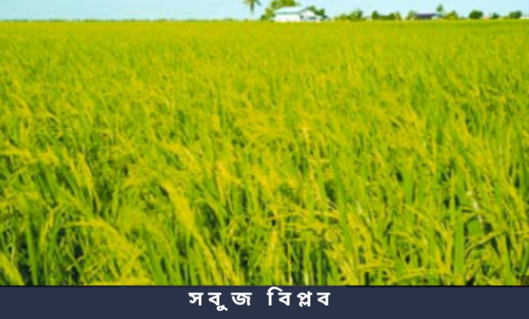 সবুজ বিপ্লব